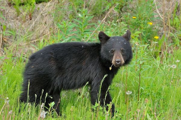 Canada-British Columbia-Whistler American black bear cub close-up